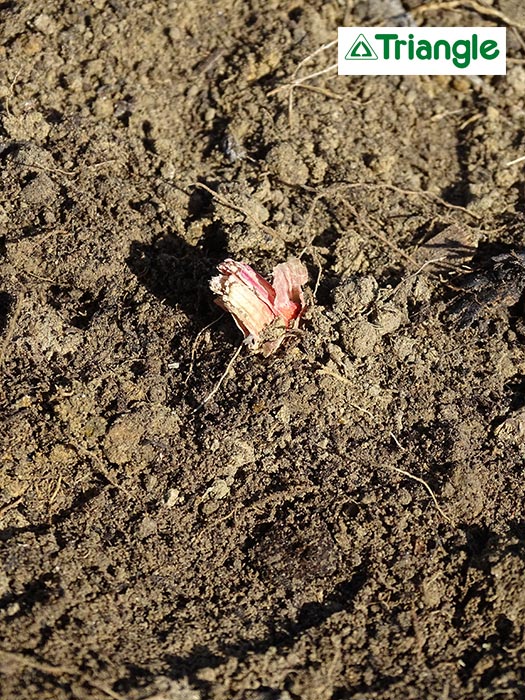 Canne à planter